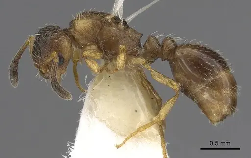 Temnothorax adlerzi specimen