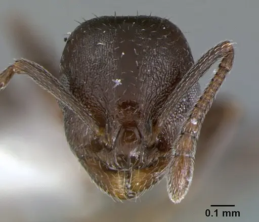 Temnothorax adustus specimen