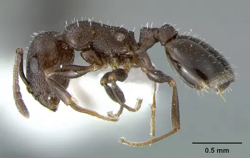 Temnothorax adustus specimen