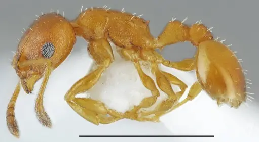 Temnothorax aeolius specimen