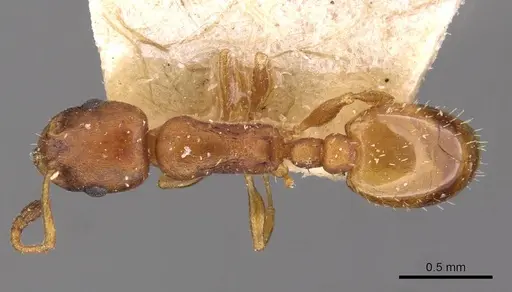 Temnothorax aeolius - CASENT0909016
