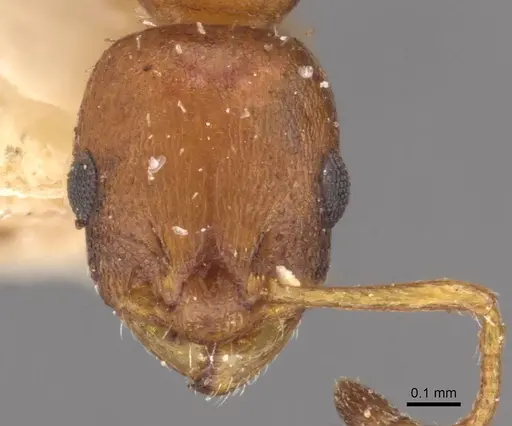 Temnothorax aeolius - CASENT0909016