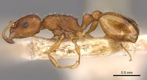 Temnothorax aeolius - CASENT0909016