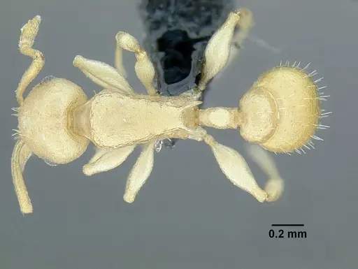 Temnothorax agavicola specimen
