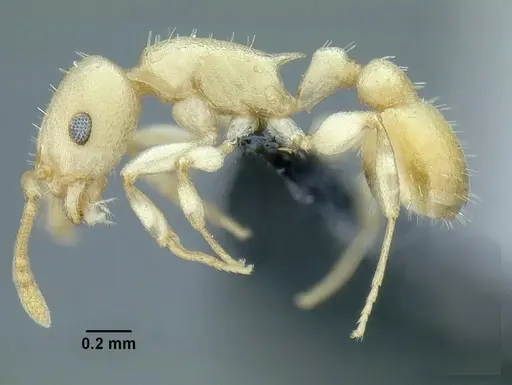 Temnothorax agavicola specimen