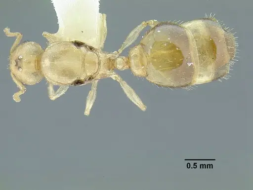 Temnothorax agavicola - MCZENT00510541