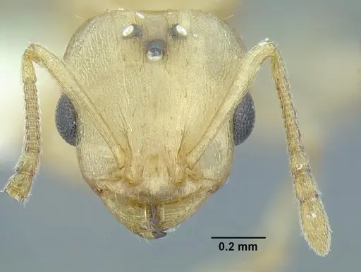 Temnothorax agavicola - MCZENT00510541