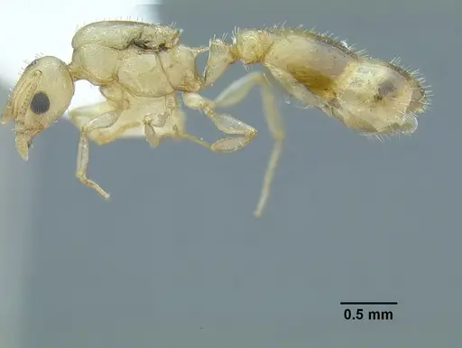 Temnothorax agavicola - MCZENT00510541