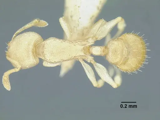Temnothorax agavicola - MCZENT00510559