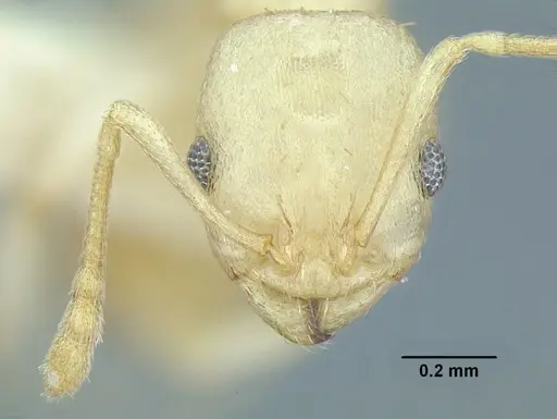 Temnothorax agavicola - MCZENT00510559
