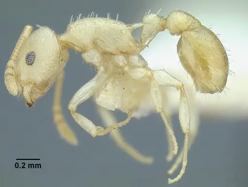 Temnothorax agavicola - MCZENT00510559