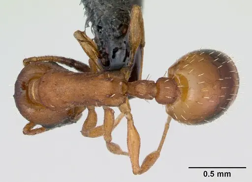 Temnothorax albipennis specimen