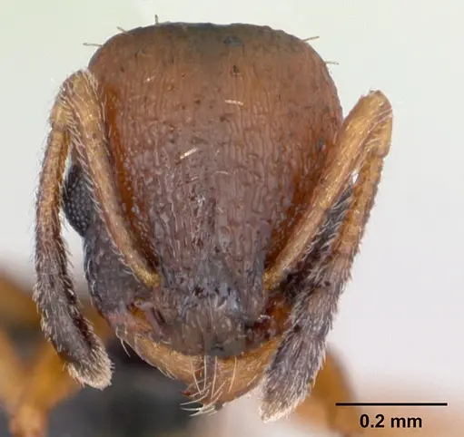Temnothorax albipennis specimen