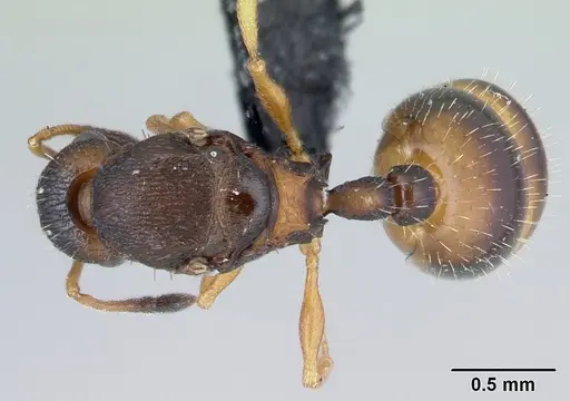 Temnothorax albipennis - CASENT0178236
