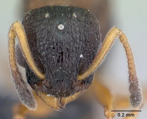 Temnothorax albipennis - CASENT0178236