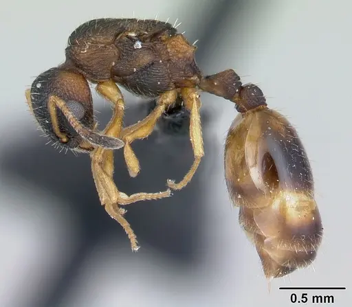 Temnothorax albipennis - CASENT0178236