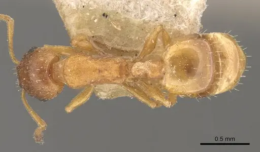 Temnothorax albipennis - CASENT0909043