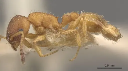 Temnothorax albipennis - CASENT0909043