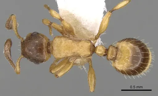 Temnothorax algerianus specimen