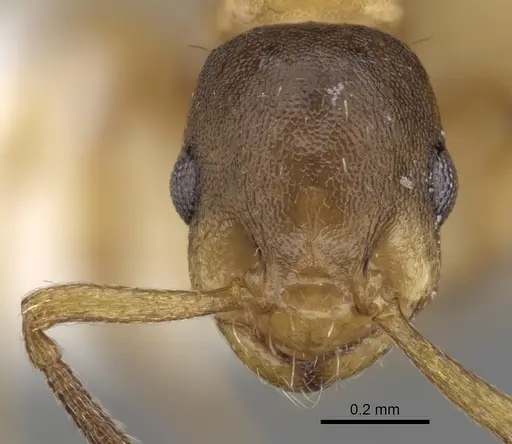 Temnothorax algerianus specimen