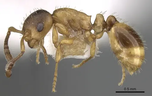 Temnothorax algerianus specimen