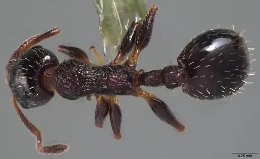 Temnothorax algiricus specimen