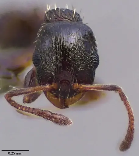 Temnothorax algiricus specimen