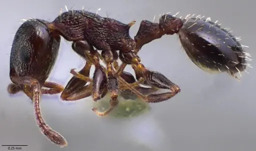 Temnothorax algiricus specimen