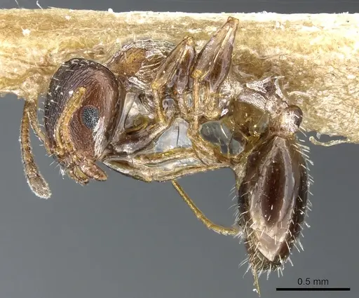 Temnothorax algiricus - CASENT0904755