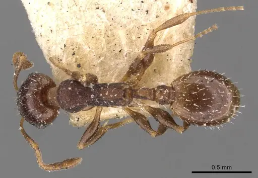 Temnothorax algiricus - CASENT0909011