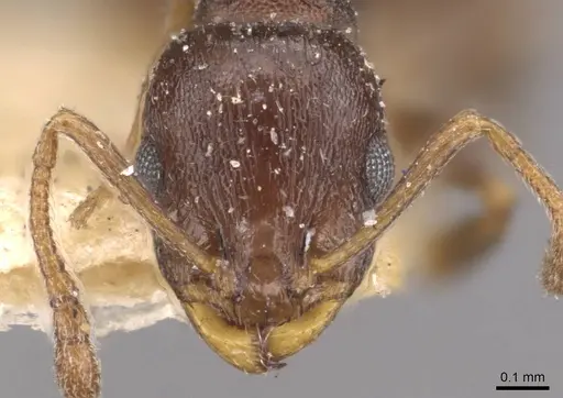 Temnothorax algiricus - CASENT0909011