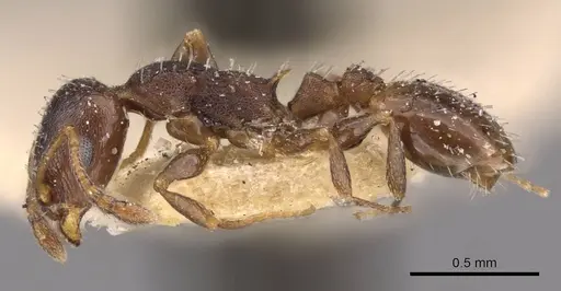 Temnothorax algiricus - CASENT0909011