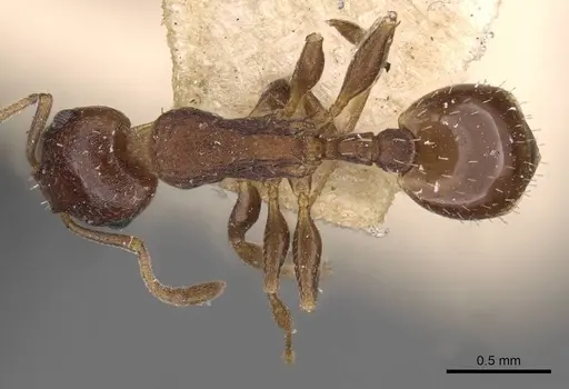 Temnothorax algiricus - CASENT0909012