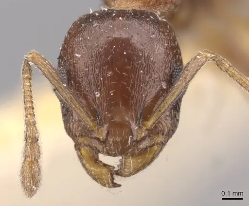 Temnothorax algiricus - CASENT0909012