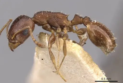 Temnothorax algiricus - CASENT0909012