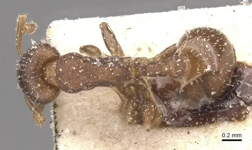 Temnothorax algiricus - CASENT0912920