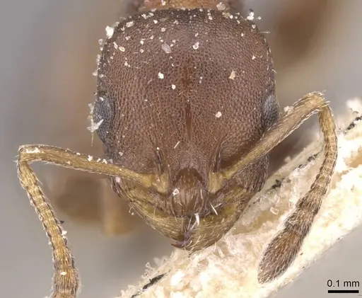 Temnothorax algiricus - CASENT0912920