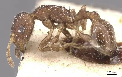 Temnothorax algiricus - CASENT0912920