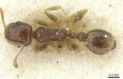 Temnothorax algiricus - CASENT0912940