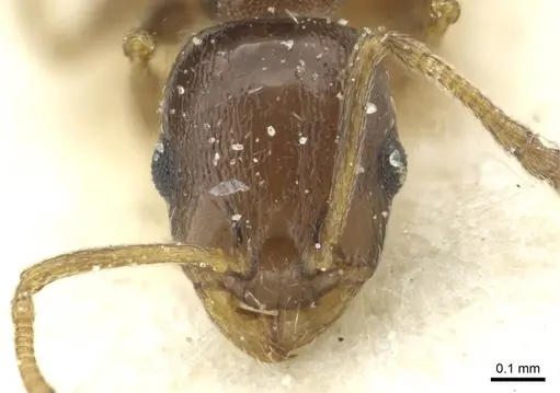 Temnothorax algiricus - CASENT0912940