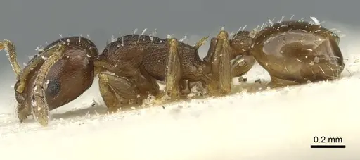 Temnothorax algiricus - CASENT0912940