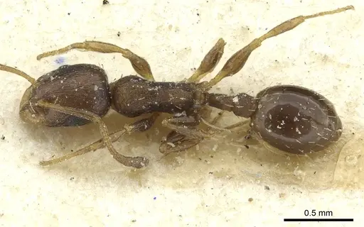 Temnothorax algiricus - CASENT0912941