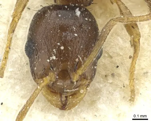 Temnothorax algiricus - CASENT0912941