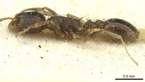 Temnothorax algiricus - CASENT0912941