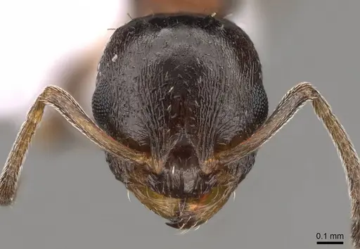 Temnothorax algiricus - CASENT0914411