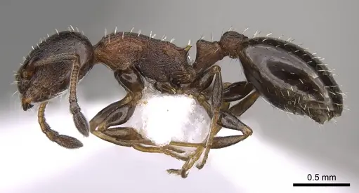 Temnothorax algiricus - CASENT0914411