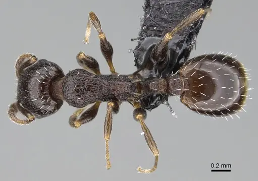 Temnothorax algiricus - KG00881-2