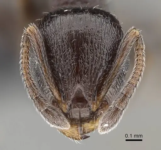 Temnothorax algiricus - KG00881-2