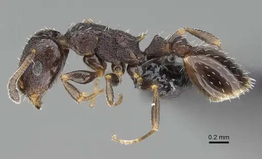 Temnothorax algiricus - KG00881-2