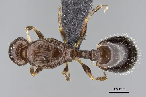 Temnothorax algiricus - KG00881-3